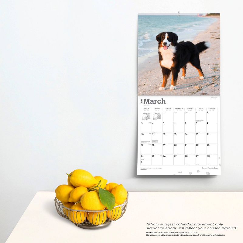 Browntrout 2024 Wall Calendar 12&#34;x12&#34; Bernese Mountain Dogs, 4 of 5