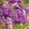 2.25gal Elsie Lee Azalea Plant with Purple Blooms - National Plant Network: Everblooming, Live Flowering Shrub - 4 of 4