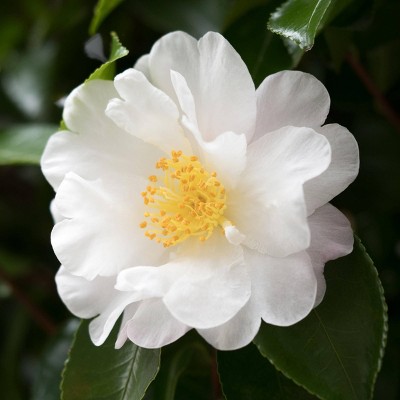 3pc "Mino No Yuki' Camellia - National Plant Network