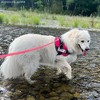 Joyride Harness Premium Advanced No Pull Dog Harness 2.0 - 4 of 4