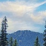 rustic pine brown narrow