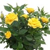 4" Mini Roses Yellow - Good Little Garden™ - 2 of 3