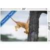 Trends International The Comedy Wildlife Photography Awards: Jennifer Hadley - Not So Cat Like Unframed Wall Poster Prints - 3 of 4