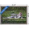 Trends International The Comedy Wildlife Photography Awards: Delphine Casimir - The Rainforest Dandy Framed Wall Poster Prints - 3 of 4