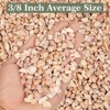 3lbs Rocks for Plants, Pots Indoor, Succulent, Fish Tank - 4 of 4