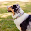 Country Brook Petz HossFit Jr Wide Deluxe Dog Collar - Groovy Collection - 3 of 4