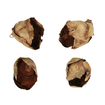 Vickerman Cacho Pods, Dried