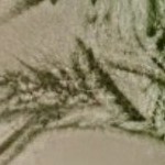 kale green/reviera eichi