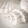 Sullivans 5.25",5.75",4.75" & 5.75" Whitewashed Seashells Set of 4 - 2 of 4