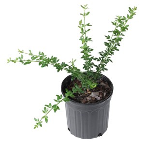 National Plant Network Live Outdoor Winter Jasmine Plant - 1ct 1gal - 1 of 4