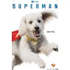 Trends International DC Comics Superman (2025) - Krypto Feature Series Unframed Wall Poster Prints - 4 of 4