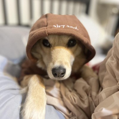 Reve Dog Hoodie In Orange - Waterproof & Pet Hair-resistant