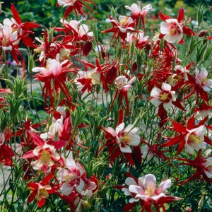Van Zyverden 5ct 'Crimson Star' Columbine Root Red - 1 of 4