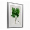Stupell Industries Vintage Fan Palm Plant Framed Print Under Glass - 2 of 4