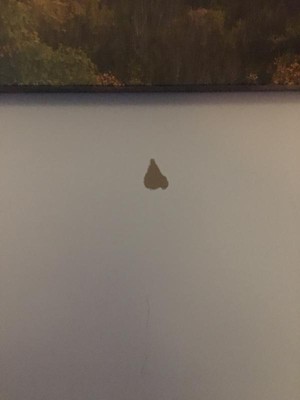 Guest review image 1 of 1, zoom in