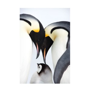 Trademark Fine Art -Robert Harding Picture Library 'Baby Penguin' Canvas Art - 1 of 4