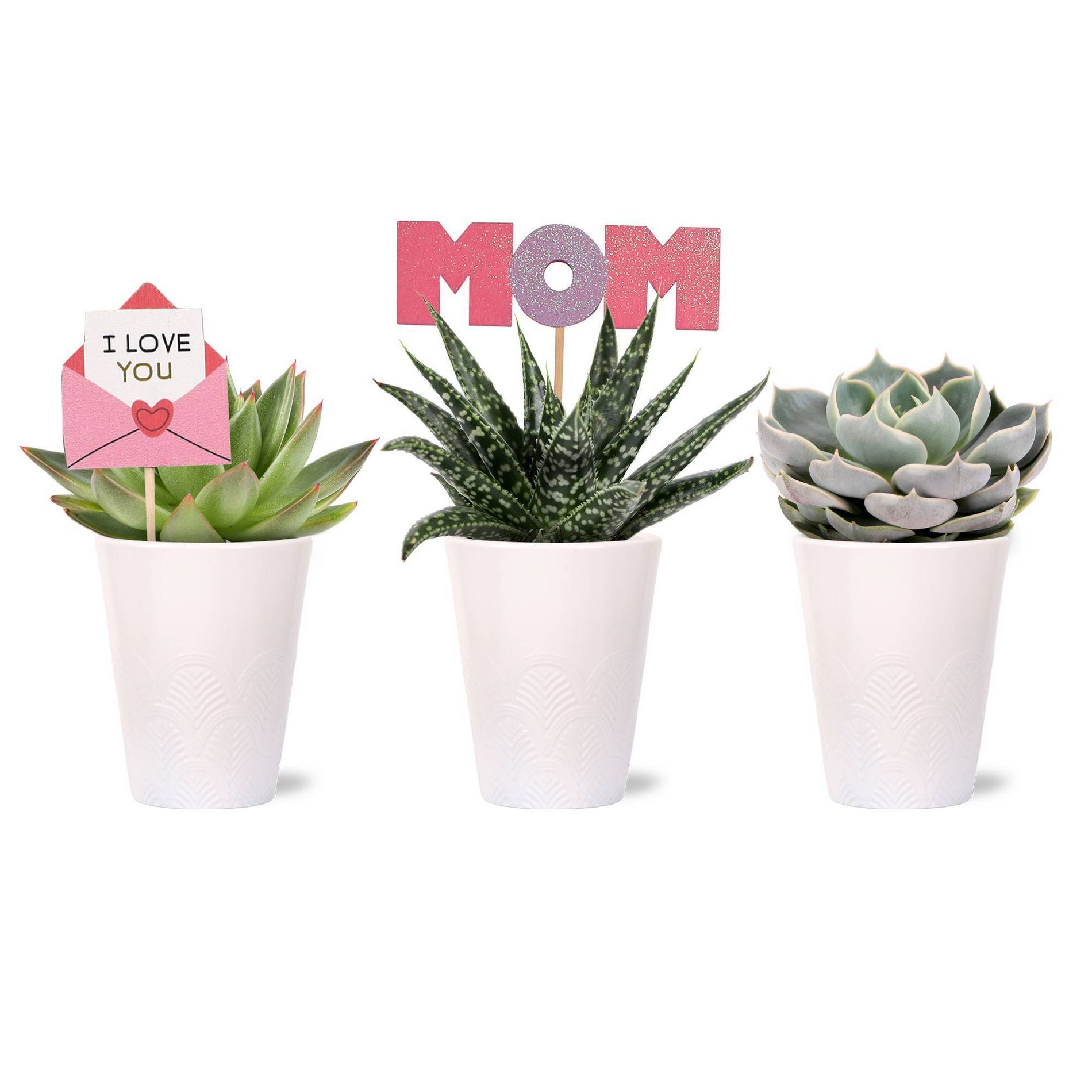Green Circle Growers 2.5" Succulent Trio Gift Set For Mom
