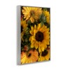 Stupell Industries Bunches of Garden Sunflowers Framed Giclee Art - 2 of 4