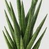 Pumped for Fall Brown Live Houseplant - Good Little Garden™ - 2 of 4