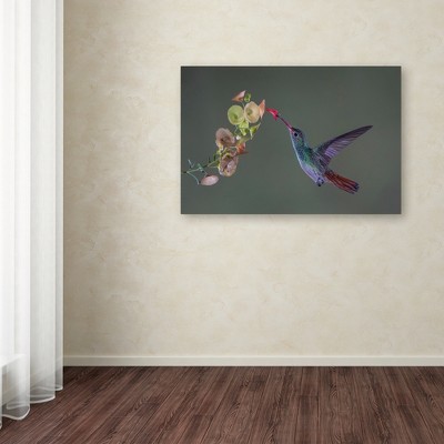 Greg Barsh 'Stretch' Hummingbird Canvas Wall Art 22'' x 32''