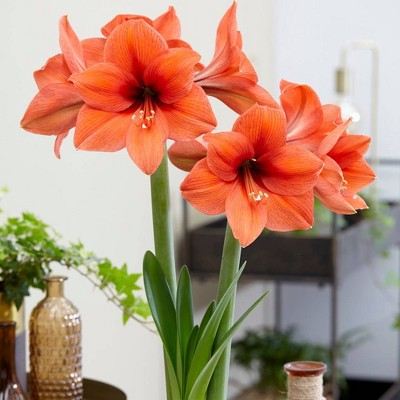 2019 Color of the Year Amaryllis Bulb Living Coral - Van Zyverden