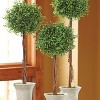 Sullivans Artificial 22", 25" & 30"Boxwood Topiary Tree - Set of 3 - 2 of 3