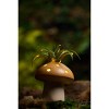 LiveTrends Fairy Ring Live Houseplant - 3 of 4