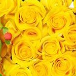 Yellow/Pink