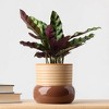 Threshold Brown Live Houseplant - Good Little Garden™ - 4 of 4