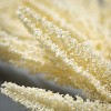 Sullivans Artificial Amaranthus Stem Cream 29"H - 2 of 2
