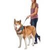 Nite Ize Raddog All-in-One Collar and Leash Combo - Dog Collar with Built-in Retractable Leash - 3 of 4