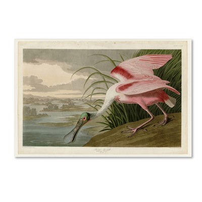 John James Audubon Roseate Spoonbill Pink Canvas Art 16'' x 24''