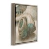 Stupell Industries Centered Sharkeye Seashell, 25" x 25" - 3 of 4