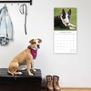 2026 Square Wall Calendar, Bulldogs, 16-Month Animals Theme with 180 Reminder Stickers (12x12 In) - 2 of 4