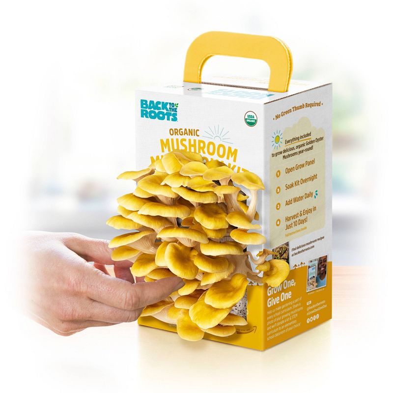 Back to the Roots Organic Mushroom Mini Grow Kit Golden Oyster, 3 of 8