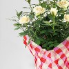 4" Mini Roses White - Good Little Garden™ - 3 of 3