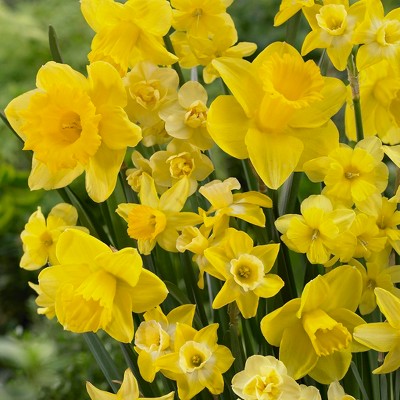 Daffodils Season of Sunshine Mixture Set of 25 Bulbs - Van Zyverden