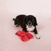 PetShop by Fringe Studio You're My Lobster Dog Toy - 2 of 3