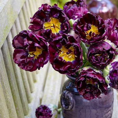 8ct Tulips Wow Bulbs - Van Zyverden