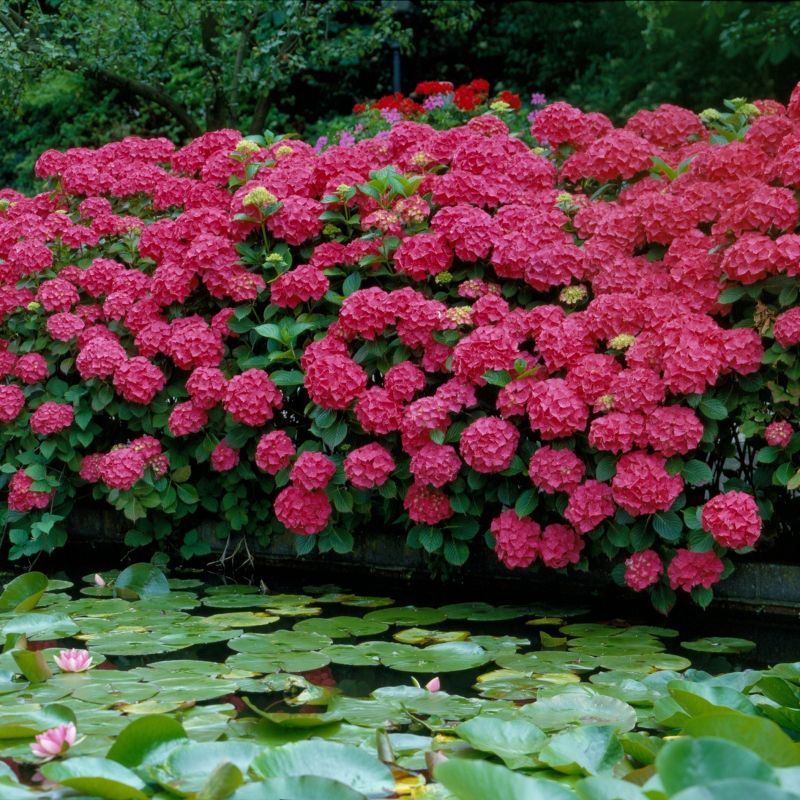 3pc Hydrangea Red Beauty - National Plant Network, 5 of 6