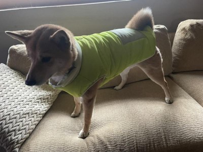 Dog Puffer Jacket With Buckle - Green - Xl - Boots & Barkley™ : Target