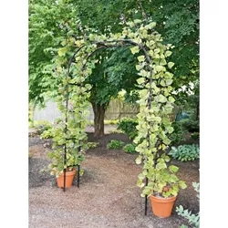 Gardeners Supply Company Titan Arch Arbor Garden Trellis | Sturdy Tall Garden Arch Plant Support for Climbing Plants, VInes and Flowers | Elegant Wedding Entryway & Outdoor Lawn Tower | 96”H x 59”W