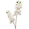 Floral Home 22" White Phalaenopsis - 12-Piece - 2 of 2