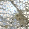 36" Prelit Glittered Fawn - National Tree Company - 4 of 4