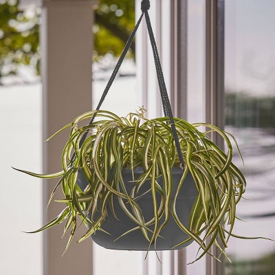 Bloem Hanging Baskets Target