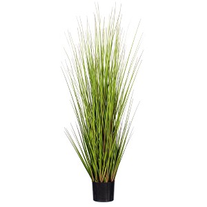 Green Lemongrass Potted - 1 of 3