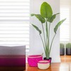 63" Travelers Palm Tree - Nearly Natural: UV-Resistant, Indoor/Outdoor Decor, No Assembly, Modern Style - 4 of 4