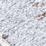 brown, light gray, white