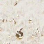 ivory gold