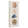 Stupell Industries Traditional Nautical Sea Shells, 13" x 30" - 3 of 4